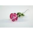 Peonia Peonia