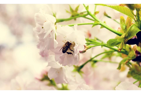 Április 30. – Méhek napja: Ünnepeljük a természet apró, de létfontosságú hőseit!